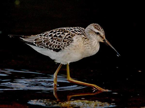 Photo of Calidris himantopus by Mike Yip